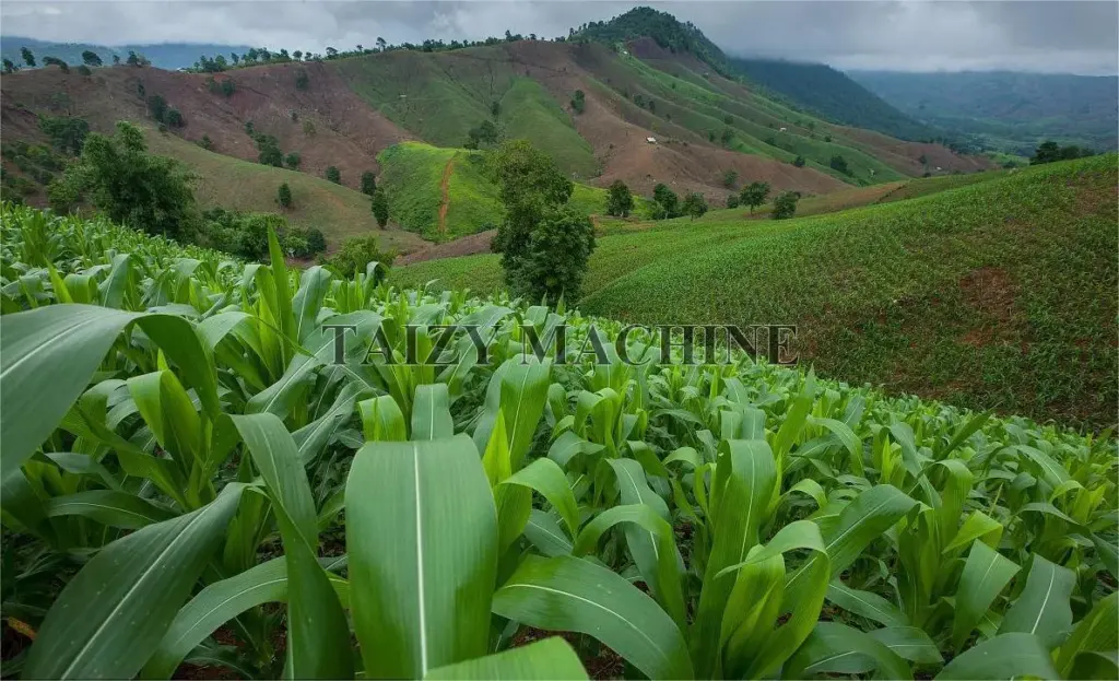 Prepare for Corn Harvest, You Need a Great Maize Harvesting Machine! 2 maize cultivation in complex hilly terrain