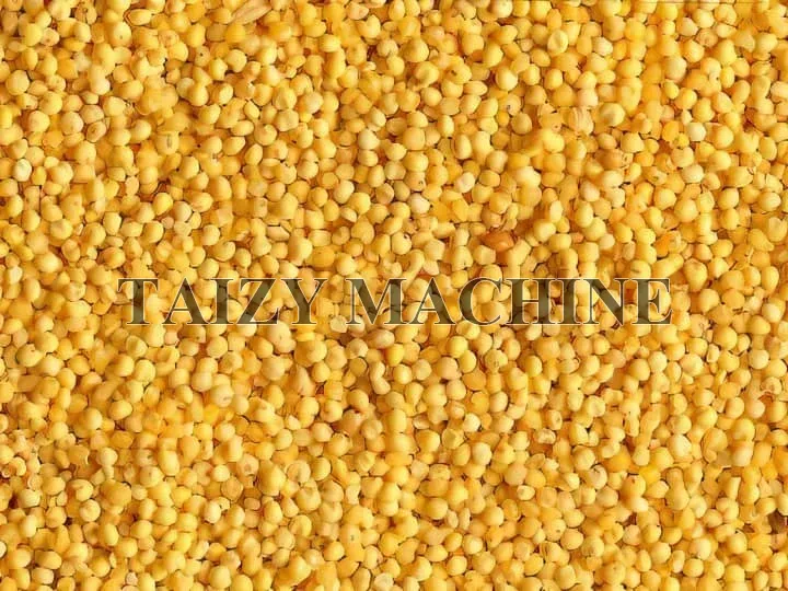 Fully Automatic Grain Cleaner Machine With Wind - Transported Conveyor 6 millet cleaned by the grain cleaner machine