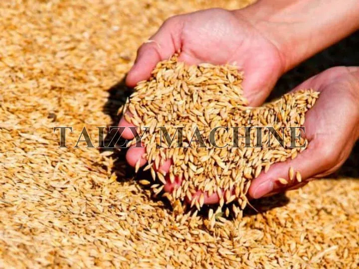 القمح