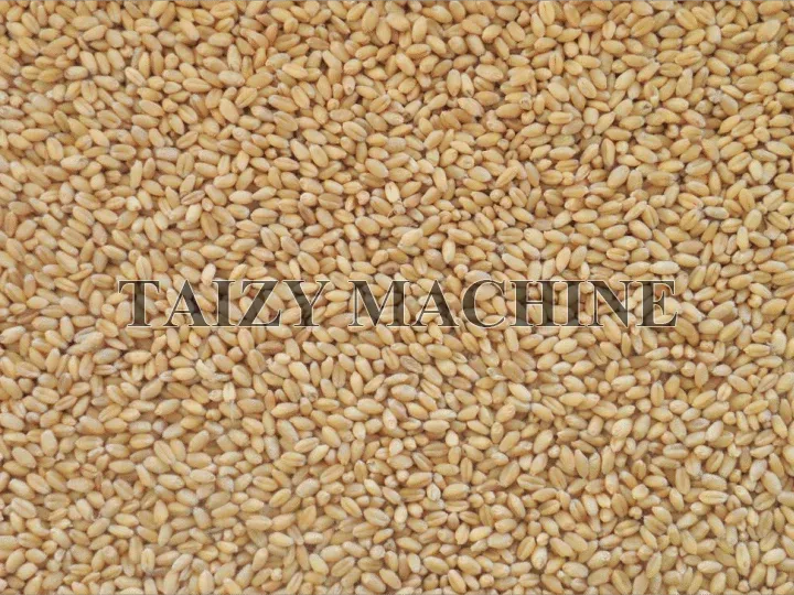 Fully Automatic Grain Cleaner Machine With Wind - Transported Conveyor 7 wheat cleaned by the grain cleaner machine
