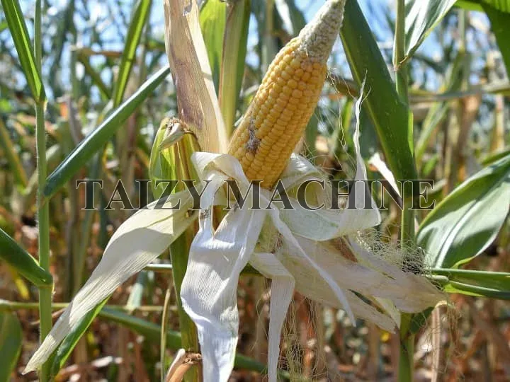 How To Maximize Corn Profit Under The Influence Of High Temperatures And Floods? 3 corn with incomplete kernels after the drought