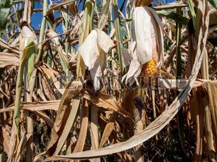 How To Maximize Corn Profit Under The Influence Of High Temperatures And Floods?