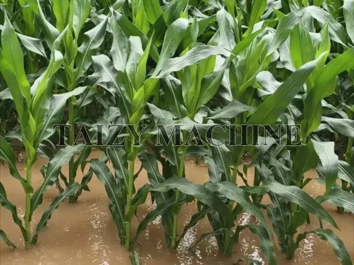 How To Maximize Corn Profit Under The Influence Of High Temperatures And Floods? 2 flooded cornfield