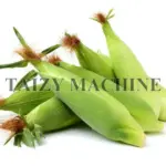 fresh corn with husk