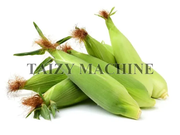 fresh corn with husk
