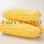 husked and de-eared corn byelectric corn shucker