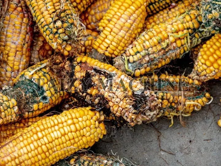 How To Maximize Corn Profit Under The Influence Of High Temperatures And Floods? 4 moldy corn after the flood