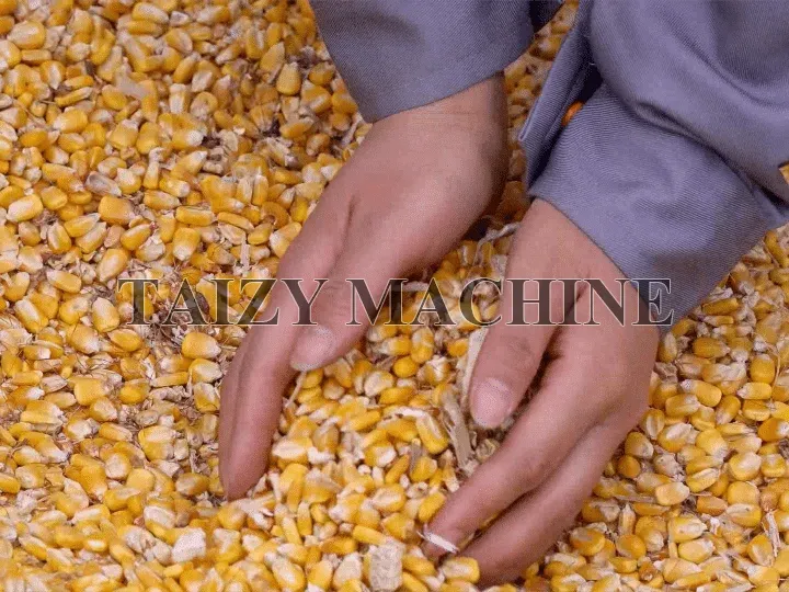 40 Sets Grain Threshing Machines Shipped To Zimbabwe 5 threshed maize by grain sheller machine