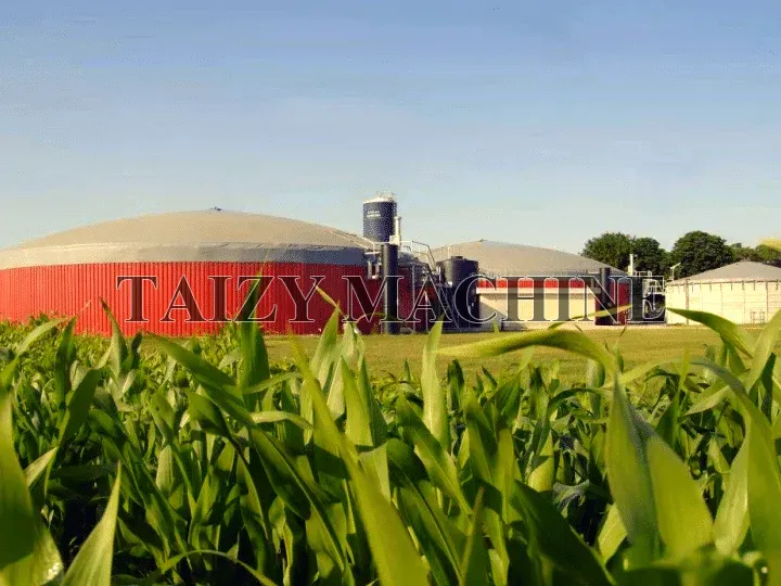 corn silage for biogas production