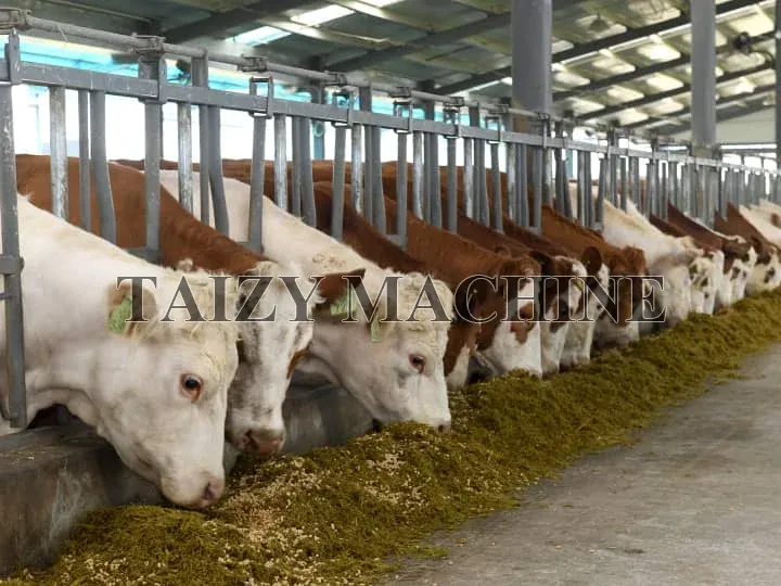 corn silage used as livestock feed