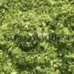 corn straw silage