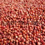 sorghum