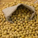 soybean