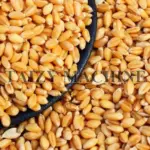 wheat
