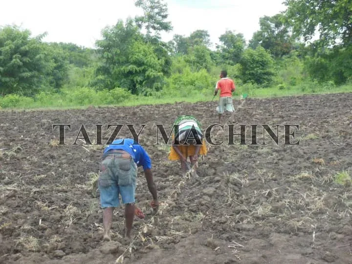 Corn Seeder Machine Help Nigerian Farms Develop Rapidly 1 manual sowing