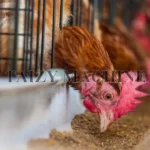 poultry farming