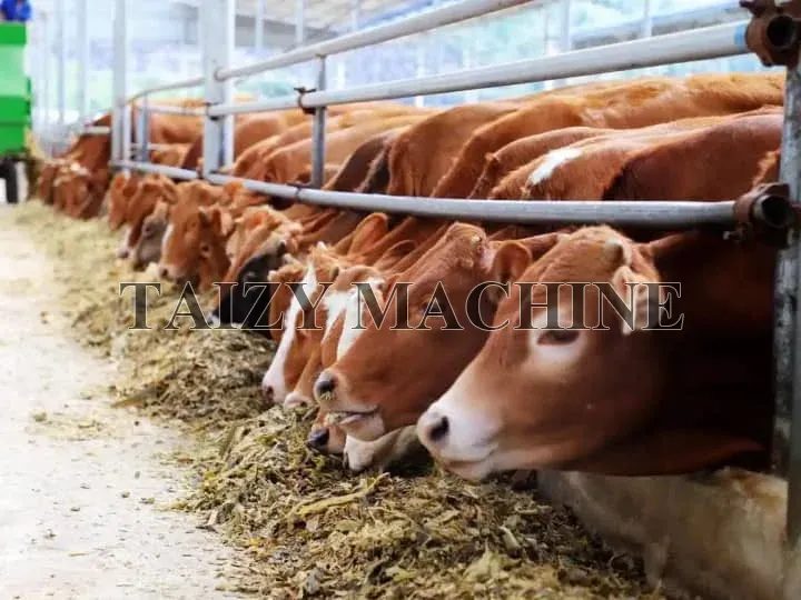 beef cattle industries