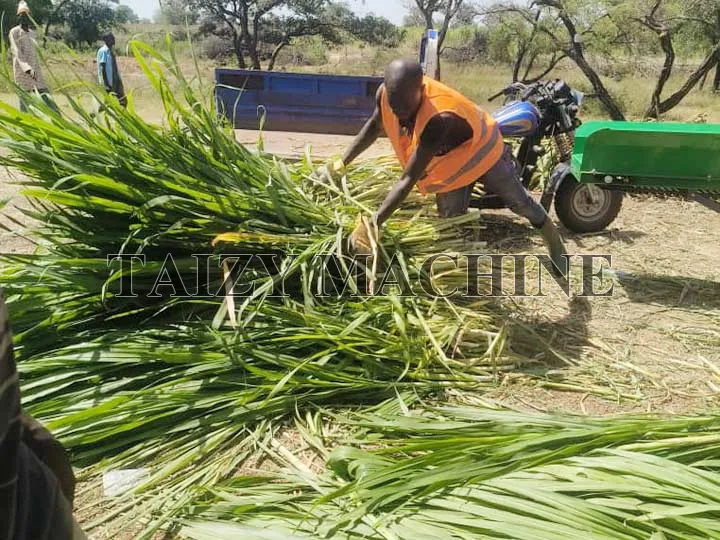 farmers feeds silage choppers