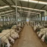 sheep farm