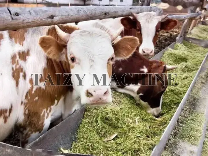 total mixed ration for cow