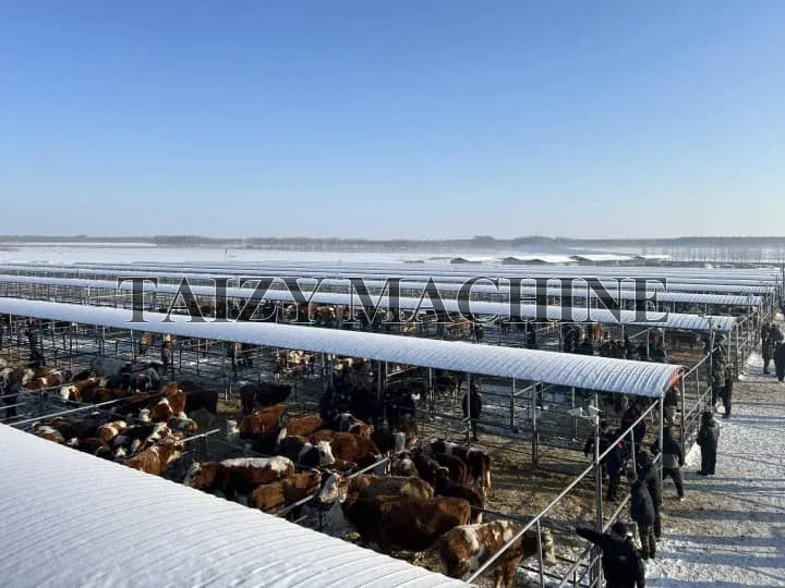 large-scale cattle farms