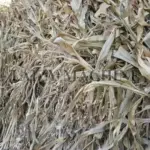 Corn stover refers to the residual parts of the corn plant (including stems, leaves, and husks) remaining after the harvest of the grain.