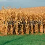Dry corn stalks refer to the dried corn stems and leaves that have been naturally sun-dried or air-dried after the corn harvest, until the moisture content is reduced to a level suitable for safe storage.