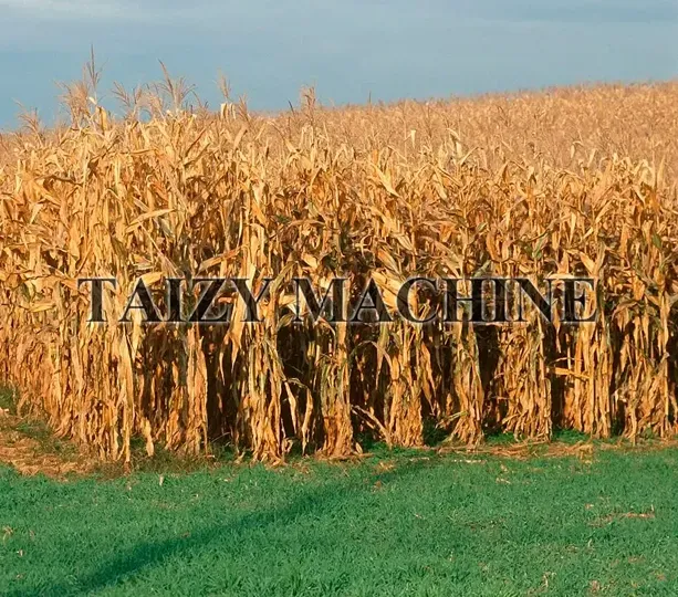 Dry corn stalks refer to the dried corn stems and leaves that have been naturally sun-dried or air-dried after the corn harvest, until the moisture content is reduced to a level suitable for safe storage.