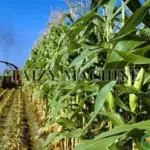Green corn stalks refer to the green stems and leaves of corn that, following the harvest, have not undergone natural sun-drying or air-drying and still retain a certain level of moisture.