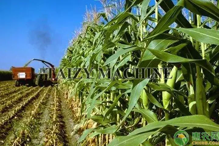 Green corn stalks refer to the green stems and leaves of corn that, following the harvest, have not undergone natural sun-drying or air-drying and still retain a certain level of moisture.