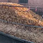 Container filled with harvested corn cobs