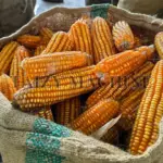 Sack filled with harvested corn cobs