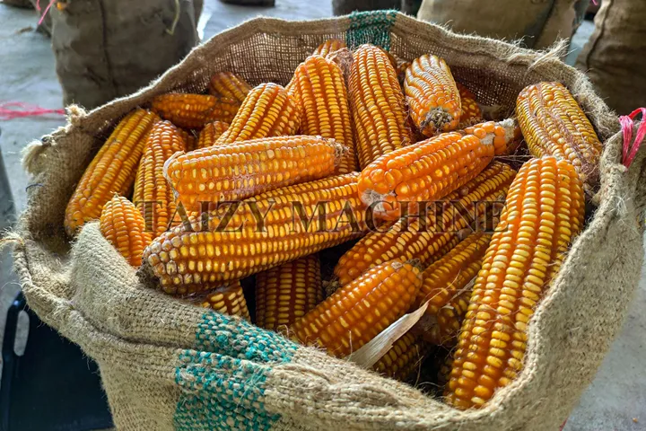 Sack filled with harvested corn cobs