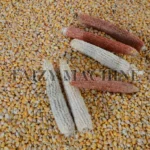 Whole corn kernels