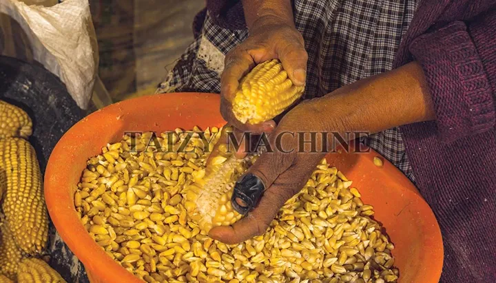 **Hand threshing** is the traditional process of separating grain from harvested crops, such as corn, by manually beating or rubbing the cobs to release the kernels. It is labor-intensive, slow, and requires significant physical effort compared to machine threshing.
