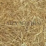 Wheat straw, also known as wheat stalks or wheat grass, refers to the stalks remaining after wheat has matured and been threshed.