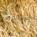 corn stalks