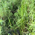 fresh grass