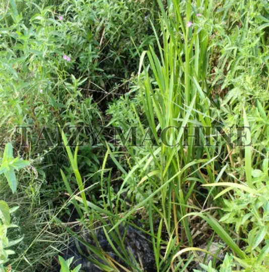 fresh grass
