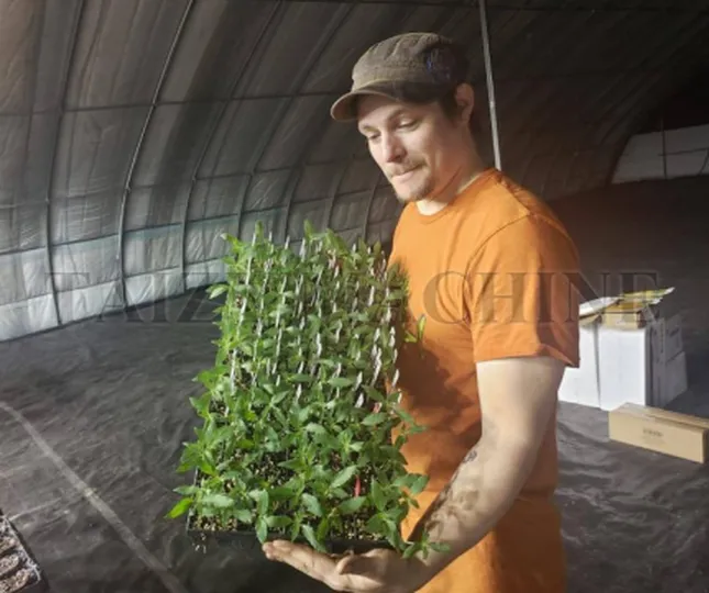 automatic seedling seeder customer feedback