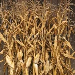 corn stalks
