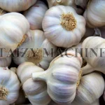 garlic skin