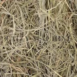 hay