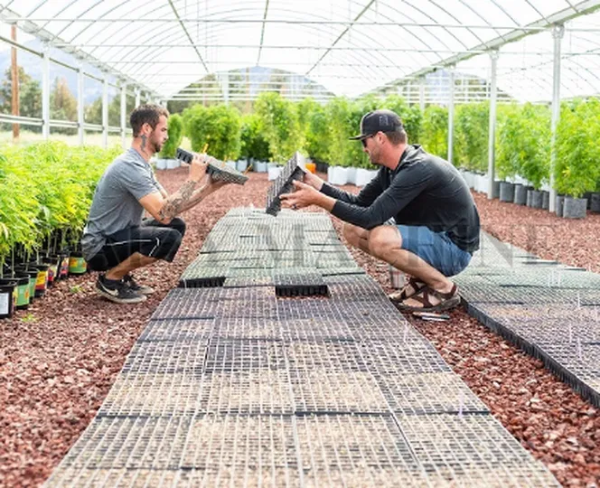 seedling planting machine factory visit