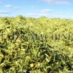 silage